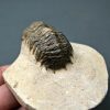 SONY DSC Crotalocephalus gibbus