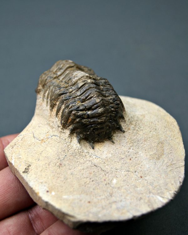 SONY DSC Crotalocephalus gibbus
