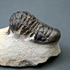 Crotalocephalus gibbus