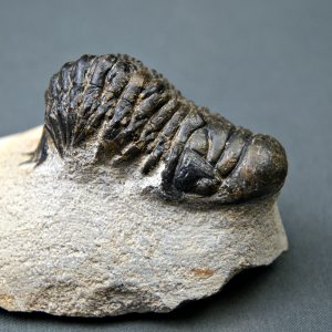 Crotalocephalus gibbus
