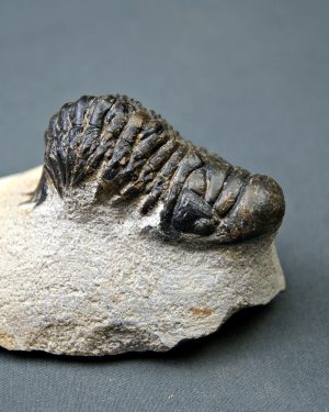 SONY DSC Crotalocephalus gibbus