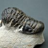 Crotalocephalus gibbus