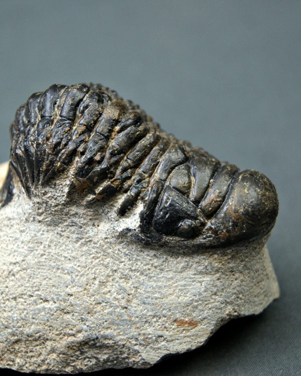 Crotalocephalus gibbus