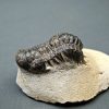 Crotalocephalus gibbus