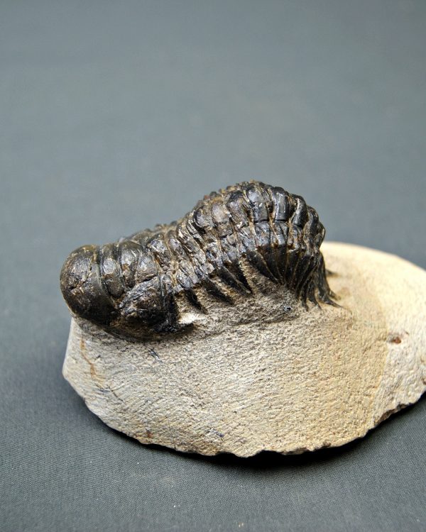 Crotalocephalus gibbus