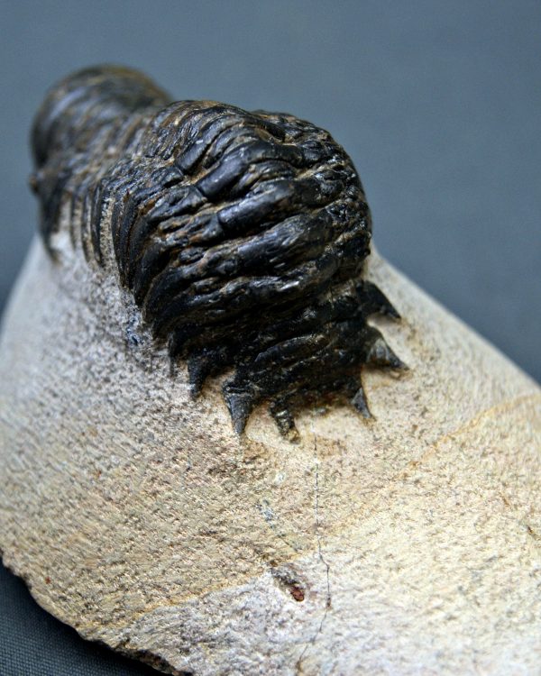 Crotalocephalus gibbus