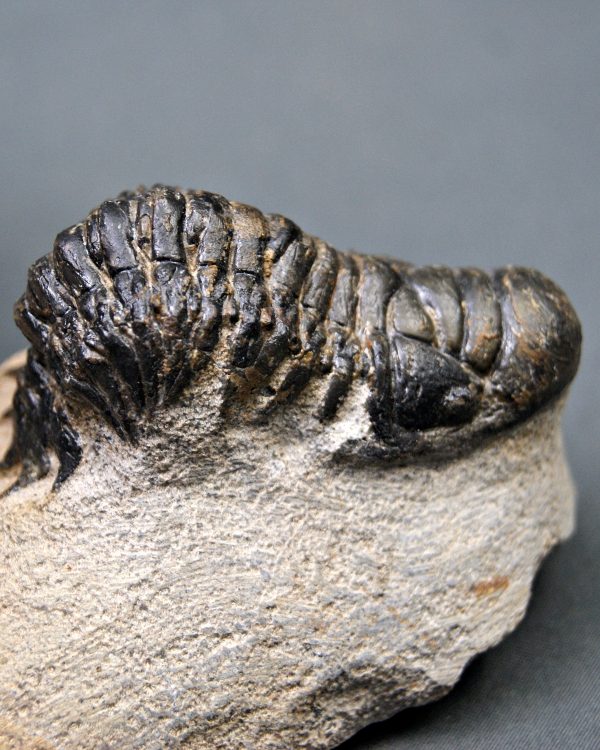 Crotalocephalus gibbus