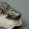 Crotalocephalus gibbus