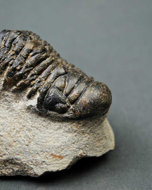 Crotalocephalus gibbus