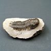 Crotalocephalus gibbus