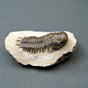 Crotalocephalus gibbus