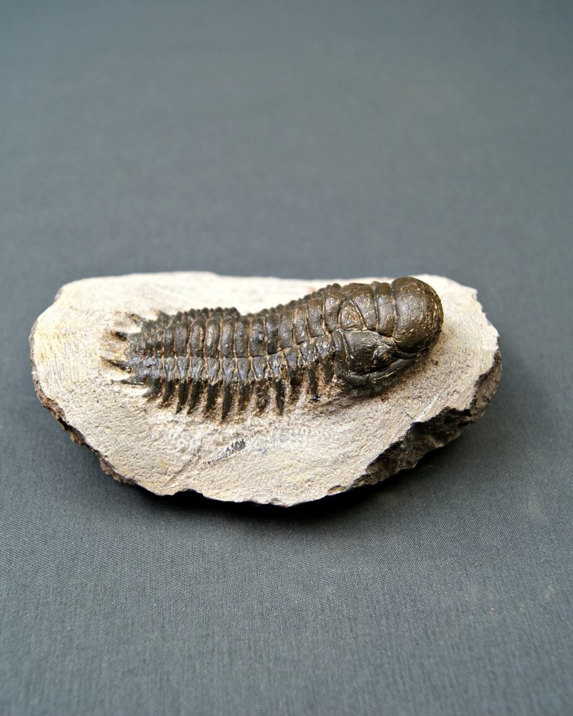 Crotalocephalus gibbus