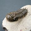 Crotalocephalus gibbus