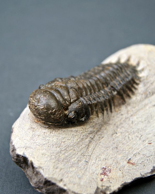 Crotalocephalus gibbus