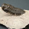 Crotalocephalus gibbus