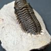 Crotalocephalus gibbus