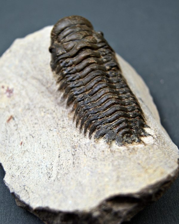 Crotalocephalus gibbus