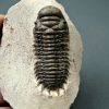 Crotalocephalus gibbus