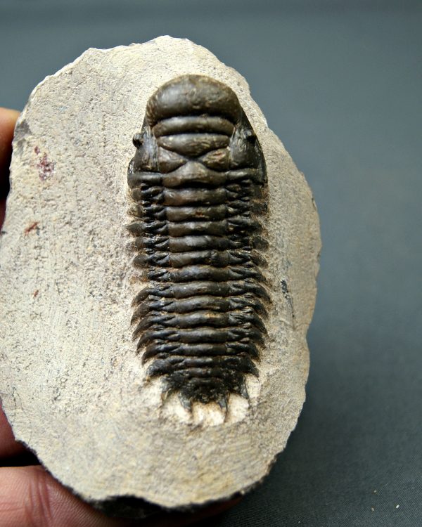 Crotalocephalus gibbus