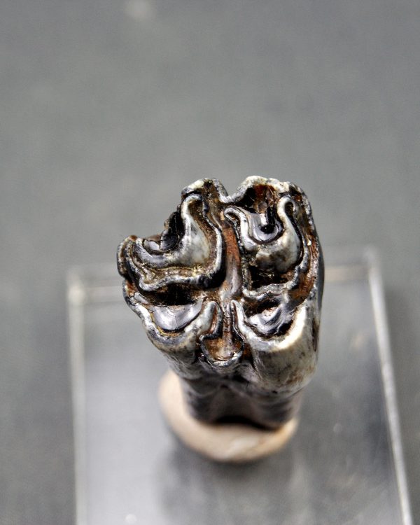 Molar de Bison priscus