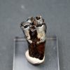 Molar de Bison priscus