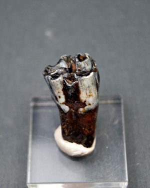 Molar de Bison priscus