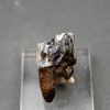 Molar de Bison priscus