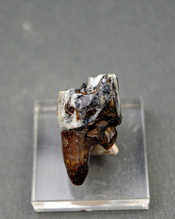 Molar de Bison priscus