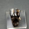 Molar de Bison priscus