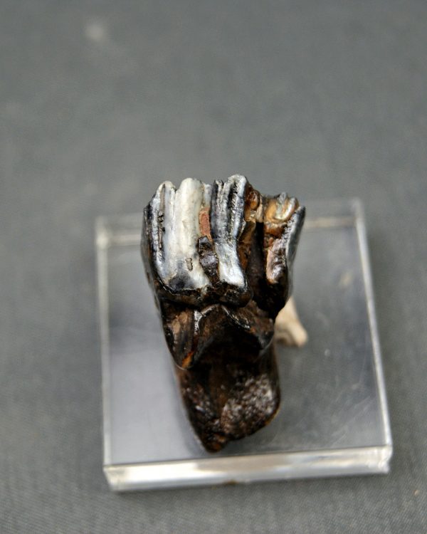 Molar de Bison priscus