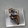 Molar de Bison priscus