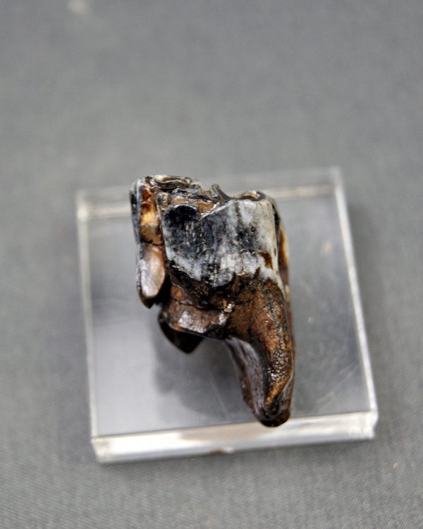 Molar de Bison priscus