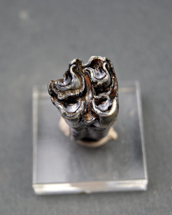 Molar de Bison priscus