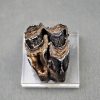 Molar de Bison priscus