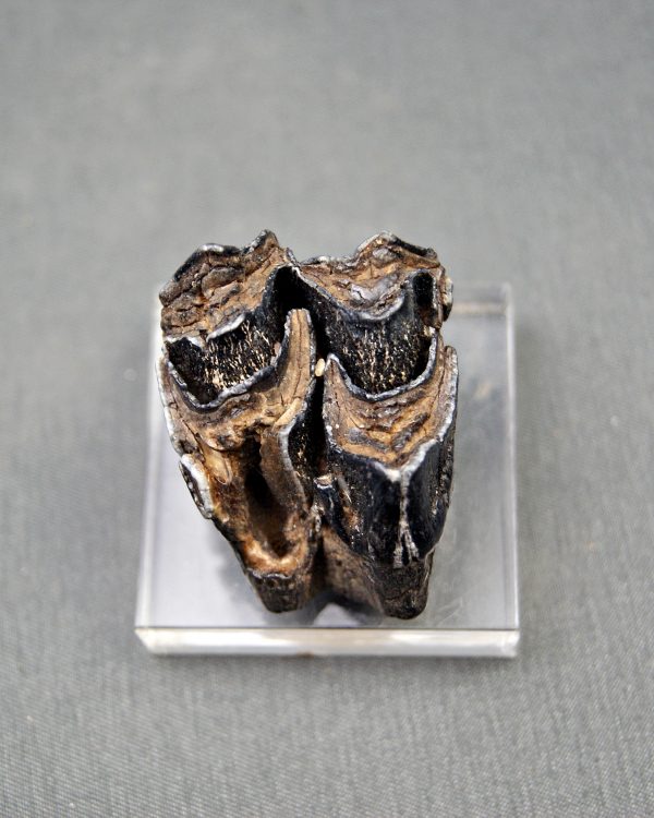 Molar de Bison priscus