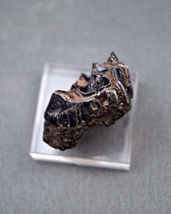 Molar de Bison priscus