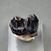 Molar de Bison priscus