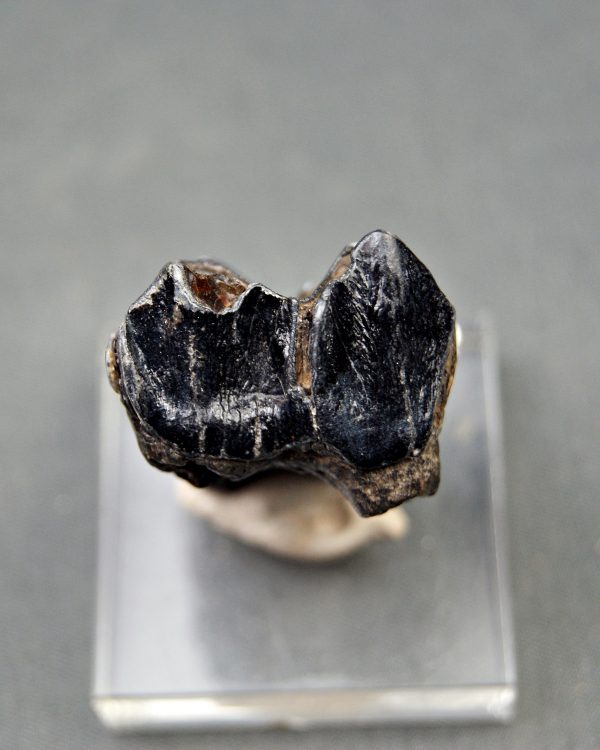 Molar de Bison priscus