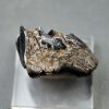 Molar de Bison priscus
