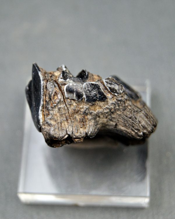Molar de Bison priscus