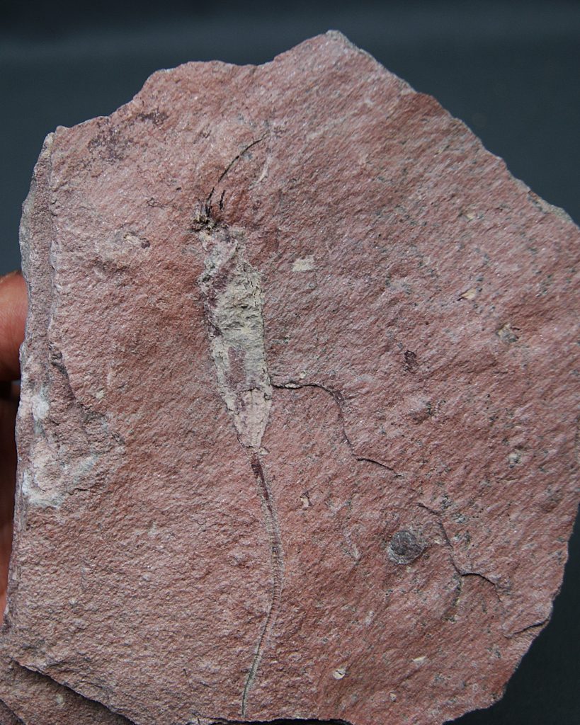 Eocrinoideo “alienígena”