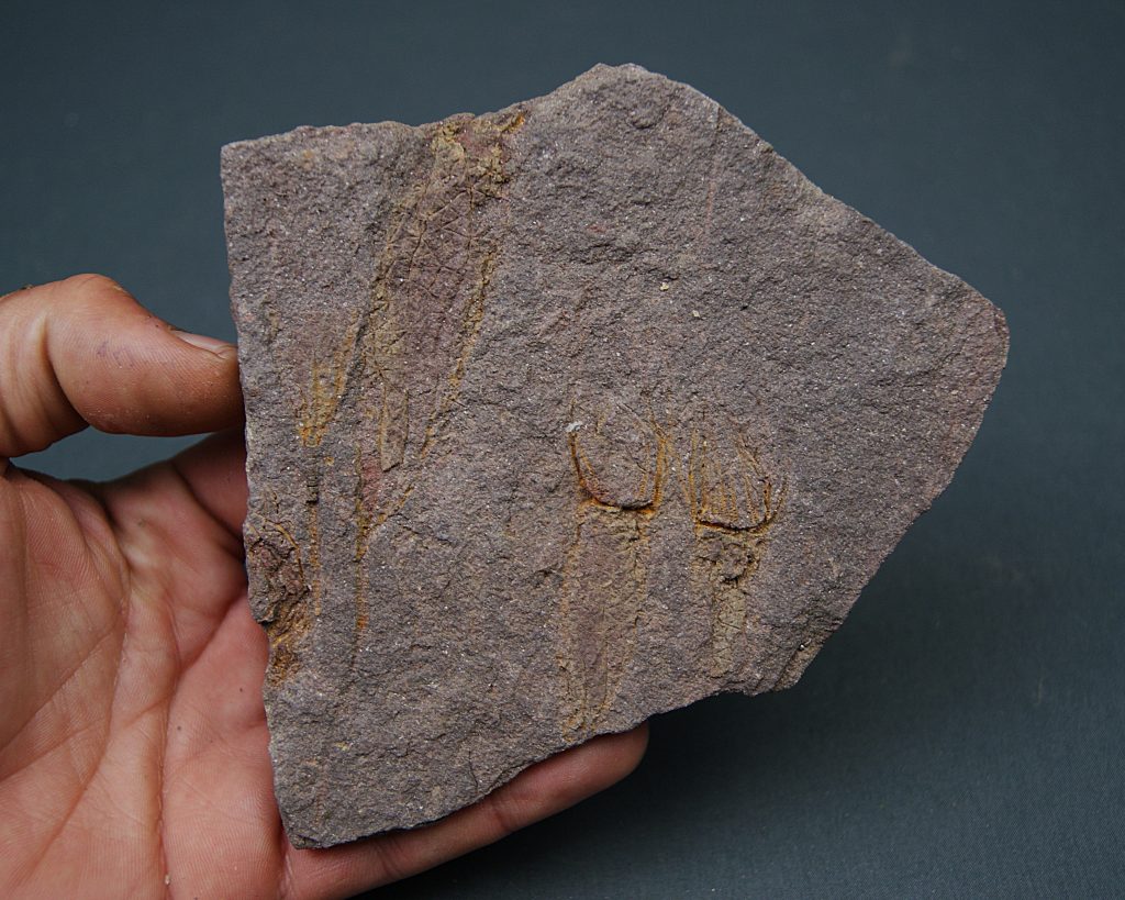 Eocrinoideos “alienígenas”