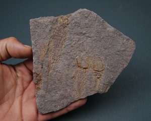 Eocrinoideos “alienígenas”