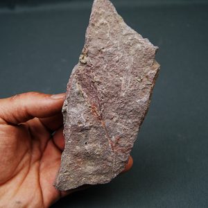 Eocrinoideos “alienígenas”