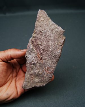 Eocrinoideos “alienígenas”