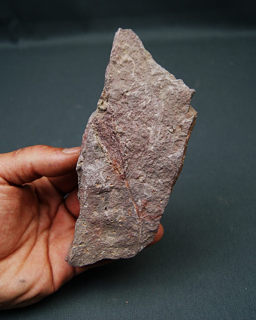 Eocrinoideos “alienígenas”