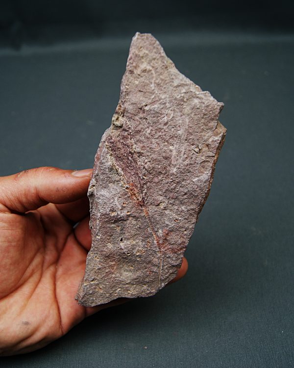 Eocrinoideos “alienígenas”