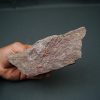 Eocrinoideos “alienígenas”