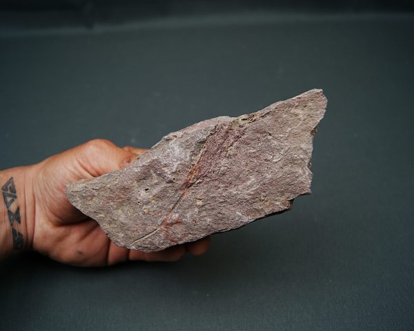 Eocrinoideos “alienígenas”