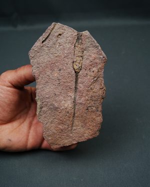 Eocrinoideo “alienígenas”